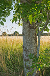 Hardwood forest tree