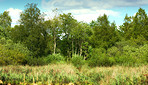 Hardwood forest tree