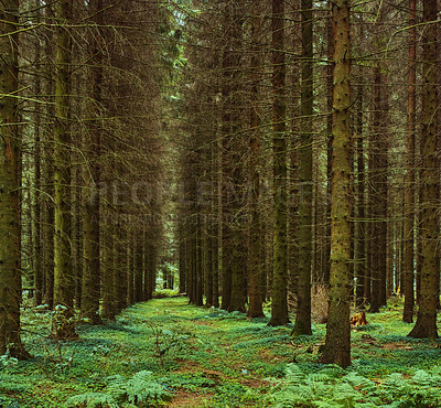 Buy stock photo Hardwood forest uncultivated