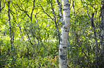 Hardwood forest tree