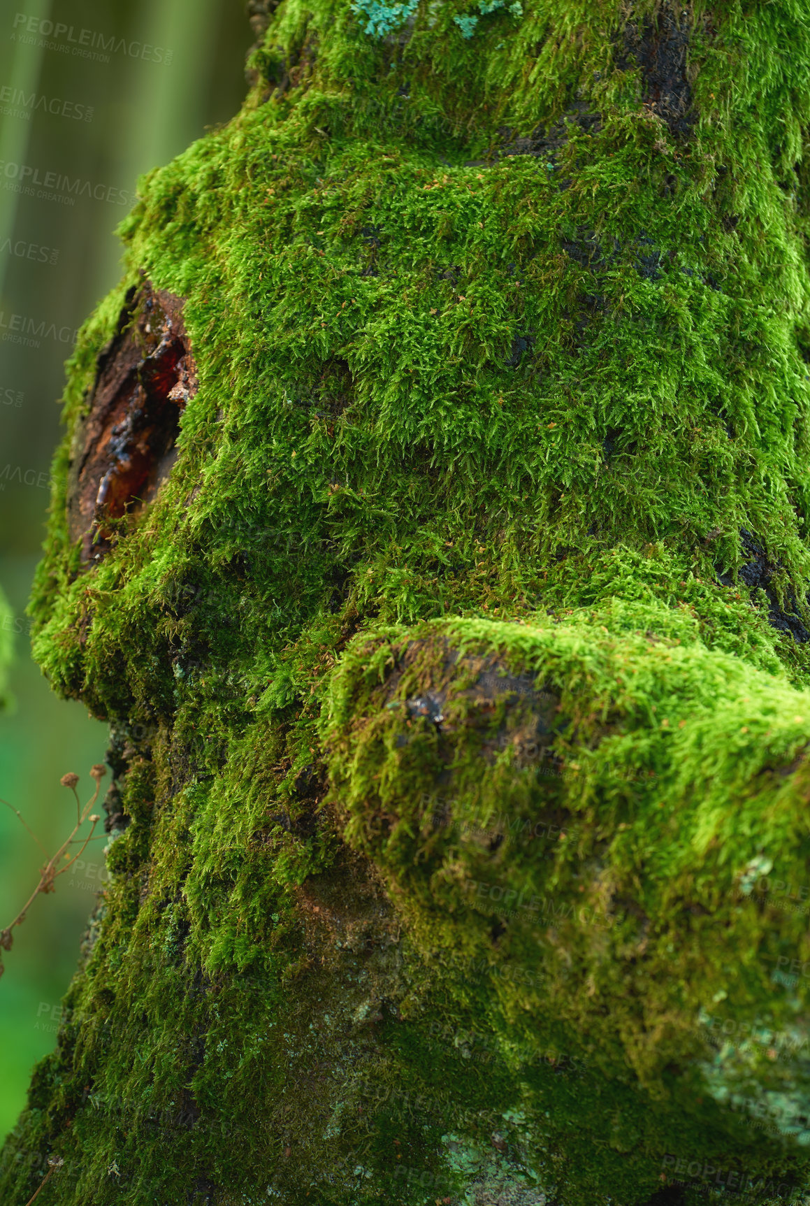 Buy stock photo Nature, moss and environment with tree trunk in forest for sustainability, growth and ecosystem. Biodiversity, conservation and ecology with closeup in countryside for spring, season and woods