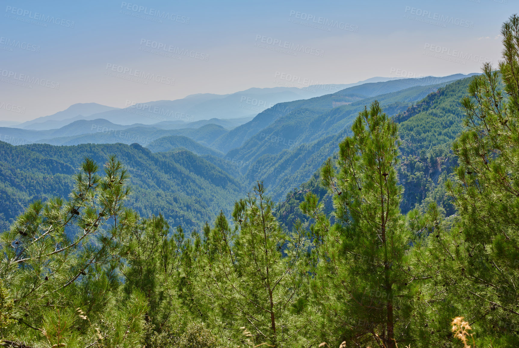 Buy stock photo Hardwood forest uncultivated