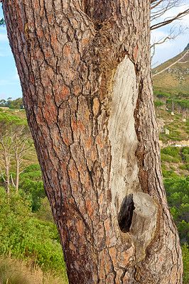 Buy stock photo Tree trunk, wood and forest in nature for deforestation, fuel and material for lumber in environment. Uncultivated landscape, outdoor and closeup of timber bark, natural and woods in countryside.