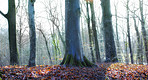 Hardwood forest tree