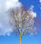 Hardwood forest tree