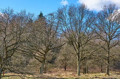 Buy stock photo Nature, blue sky and clouds with trees or branches with natural grass field or growing oak in countryside. Empty, woods or forest with autumn season of eco environment, growth or twigs in wilderness