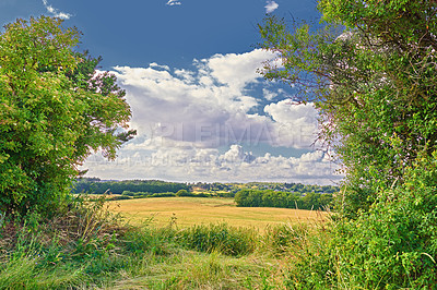 Buy stock photo Trees, clouds and woods landscape in nature for sustainability, growth and outdoor with blue sky. Natural environment, field and foliage with scenic view for travel location and forest destination