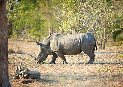 Buy stock photo Africa, nature and rhino with environment, habitat and grazing with wildlife. Outdoor, animal and safari with tourism, landscape and empty with field, Kenya and travel for sightseeing and ecology