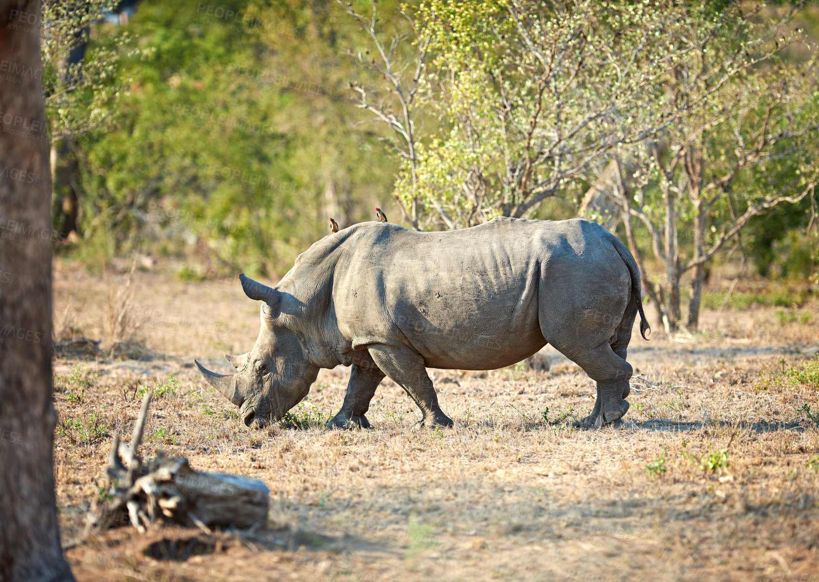 Buy stock photo Africa, nature and rhino with environment, habitat and grazing with wildlife. Outdoor, animal and safari with tourism, landscape and empty with field, Kenya and travel for sightseeing and ecology