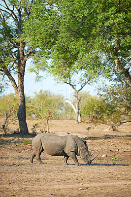 Buy stock photo Africa, wildlife and rhino with environment, habitat and grazing with sightseeing. Outdoor, animal and safari with tourism, landscape and empty with field, Kenya and travel with ecology and nature