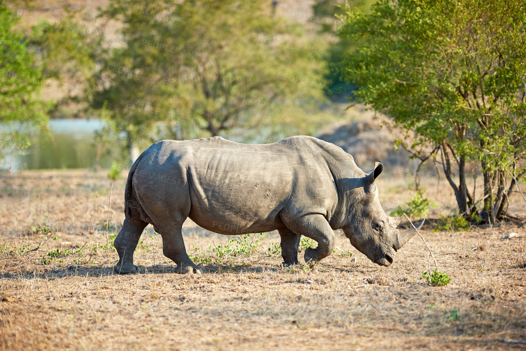 Buy stock photo Shot of a rhino in its natural habitat