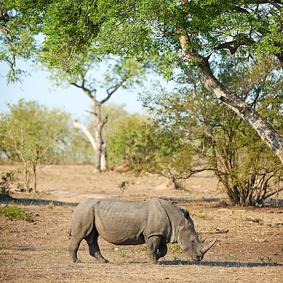 Buy stock photo Africa, natural and rhino with environment, countryside and landscape with sightseeing. Animal, outdoor and conservation with trees, sustainability and safari with tourism, travel and ecology