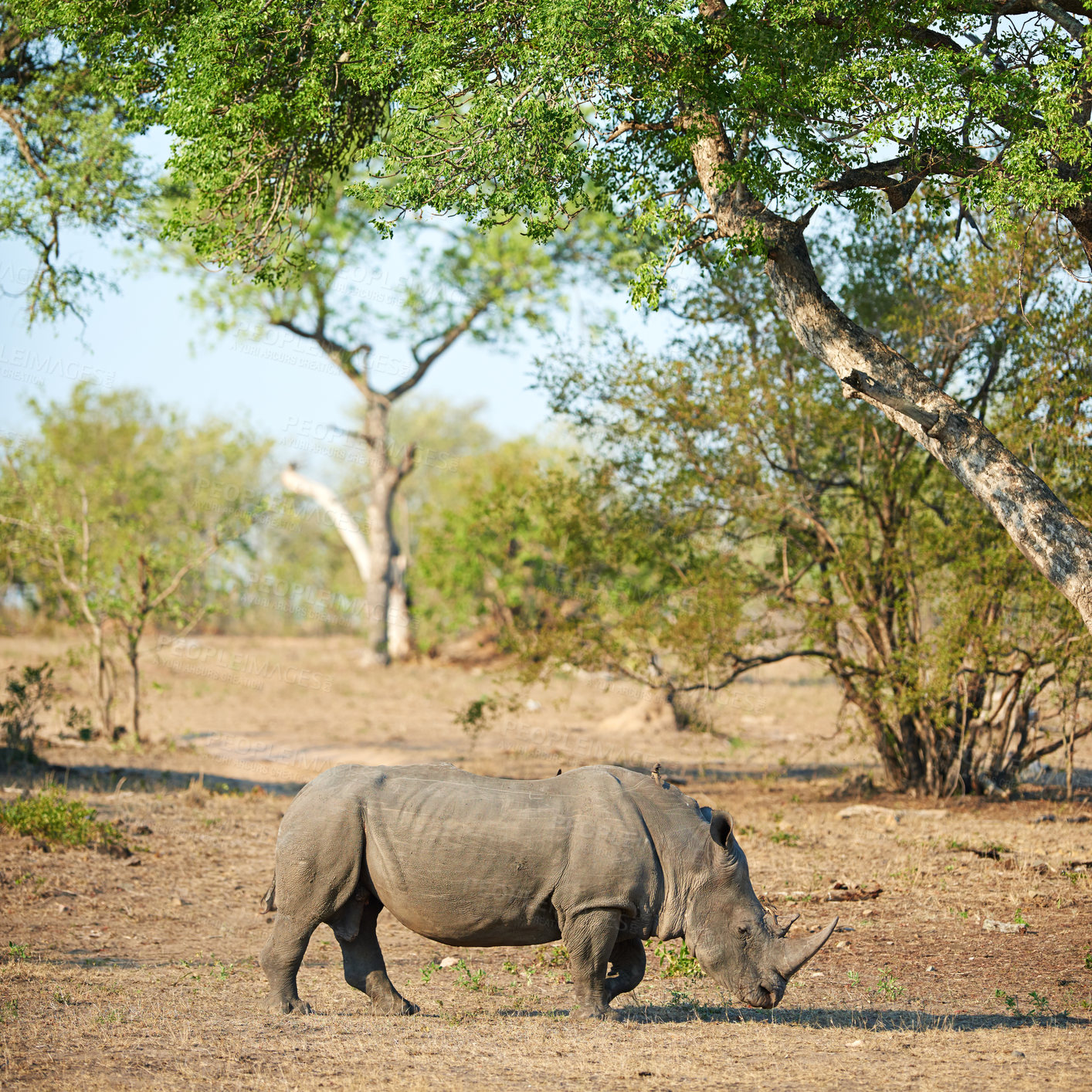 Buy stock photo Africa, natural and rhino with environment, countryside and landscape with sightseeing. Animal, outdoor and conservation with trees, sustainability and safari with tourism, travel and ecology