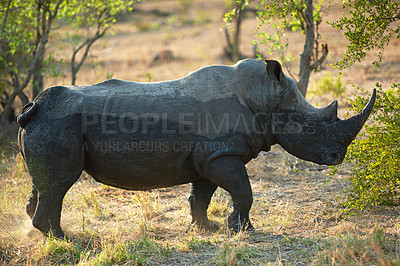 Buy stock photo Rhino, nature game and wildlife destination in jungle, safari location and animal in habitat. Outdoor, ecosystem and indigenous in Africa for protected species, endangered mammal and environment