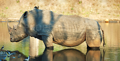 Buy stock photo Rhino, animal and river in game reserve with sustainability and environment for indigenous wildlife in Africa. Conservation, eco friendly area and nature with safari and outdoor in Kenya by water