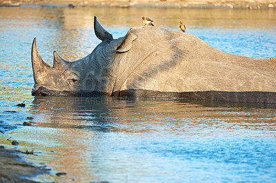 Buy stock photo Rhino, water and safari for conservation, protection and big game survival for savannah tourism. Protected indigenous animal, lake and serengeti travel destination for wildlife and endangered species