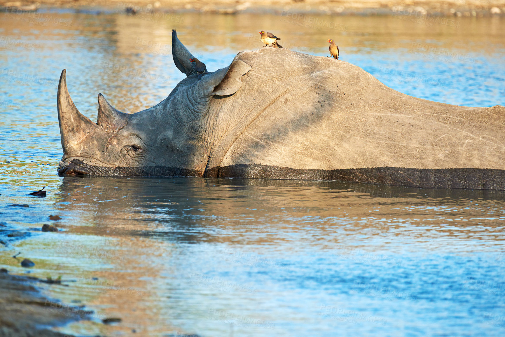 Buy stock photo Rhino, water and safari for conservation, protection and big game survival for savannah tourism. Protected indigenous animal, lake and serengeti travel destination for wildlife and endangered species