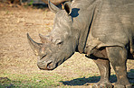 Conservation is key to the rhino's survival