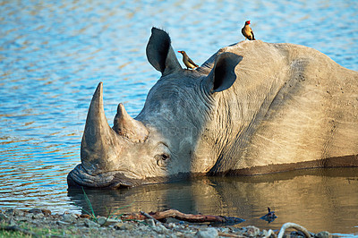 Buy stock photo Shot of a rhino cooling off in a watering hole