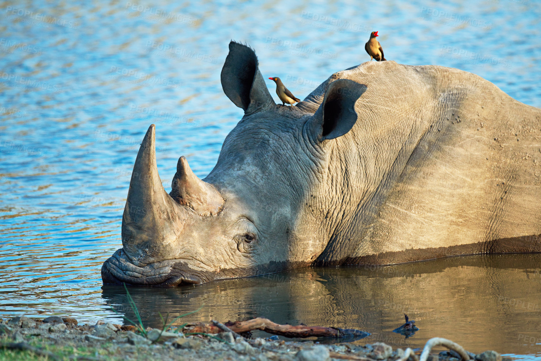 Buy stock photo Shot of a rhino cooling off in a watering hole