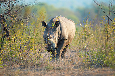 Buy stock photo Rhino, nature game and wildlife field in jungle, safari location and animal in habitat. Outdoor, ecosystem and indigenous in Africa for protected species, endangered mammal and plants in environment