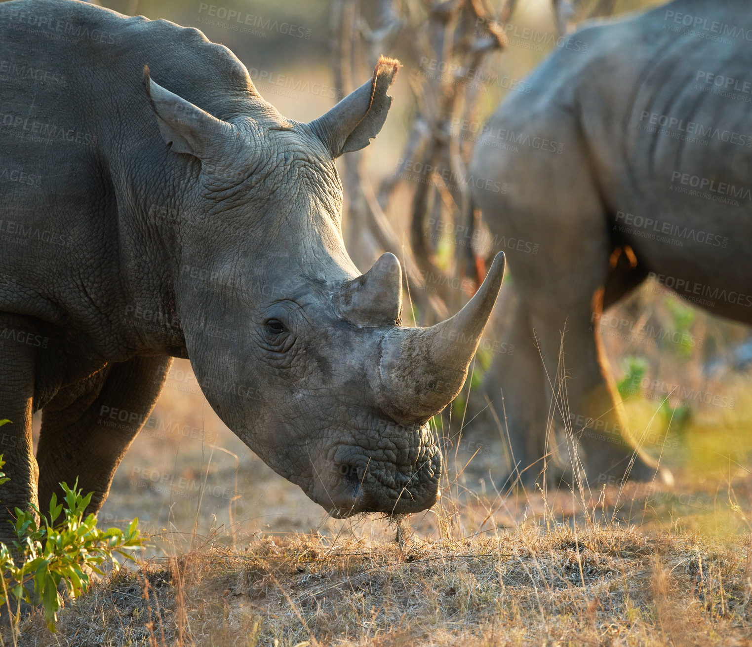 Buy stock photo Shot of two rhinos in their natural habitat