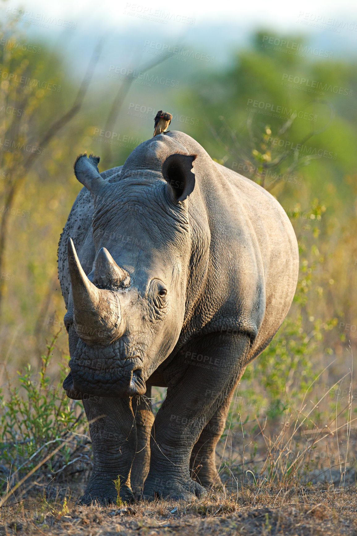 Buy stock photo Rhino, reserve and wildlife destination in jungle, safari location and animal in natural habitat. Outdoor, ecosystem and indigenous in Africa for protected species, endangered mammal and environment