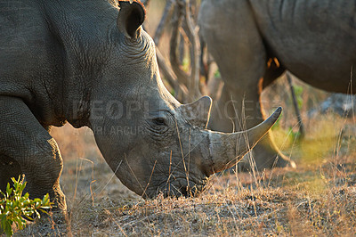 Buy stock photo Rhino, animal eating and grass in game reserve with sustainability and environment for indigenous wildlife in Africa. Conservation, protected area and nature with travel, safari and outdoor in Kenya