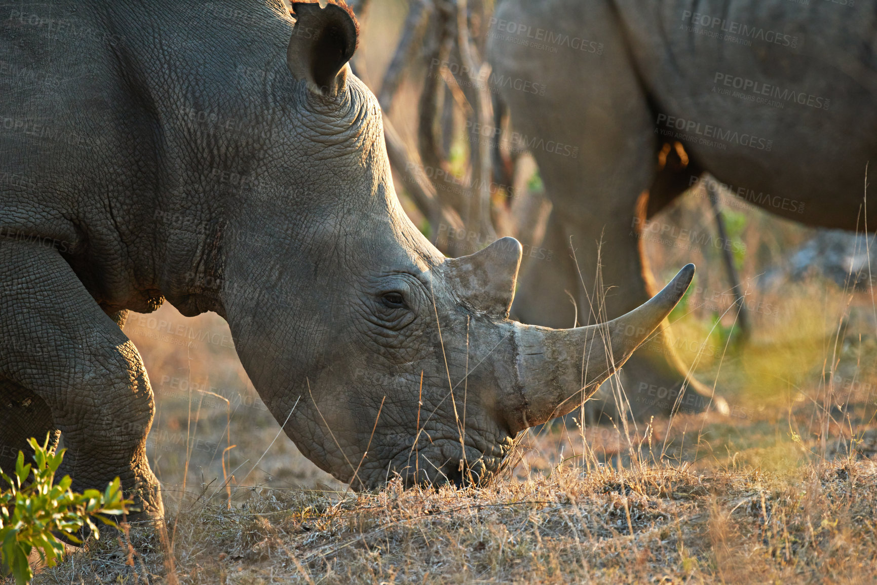 Buy stock photo Rhino, animal eating and grass in game reserve with sustainability and environment for indigenous wildlife in Africa. Conservation, protected area and nature with travel, safari and outdoor in Kenya