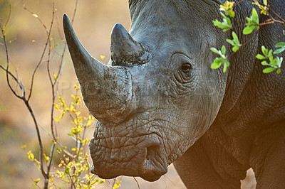 Buy stock photo Rhino, plants and safari for conservation, protection and big game survival for savannah tourism. Protected indigenous animal, habitat and serengeti travel ecology for wildlife and endangered species