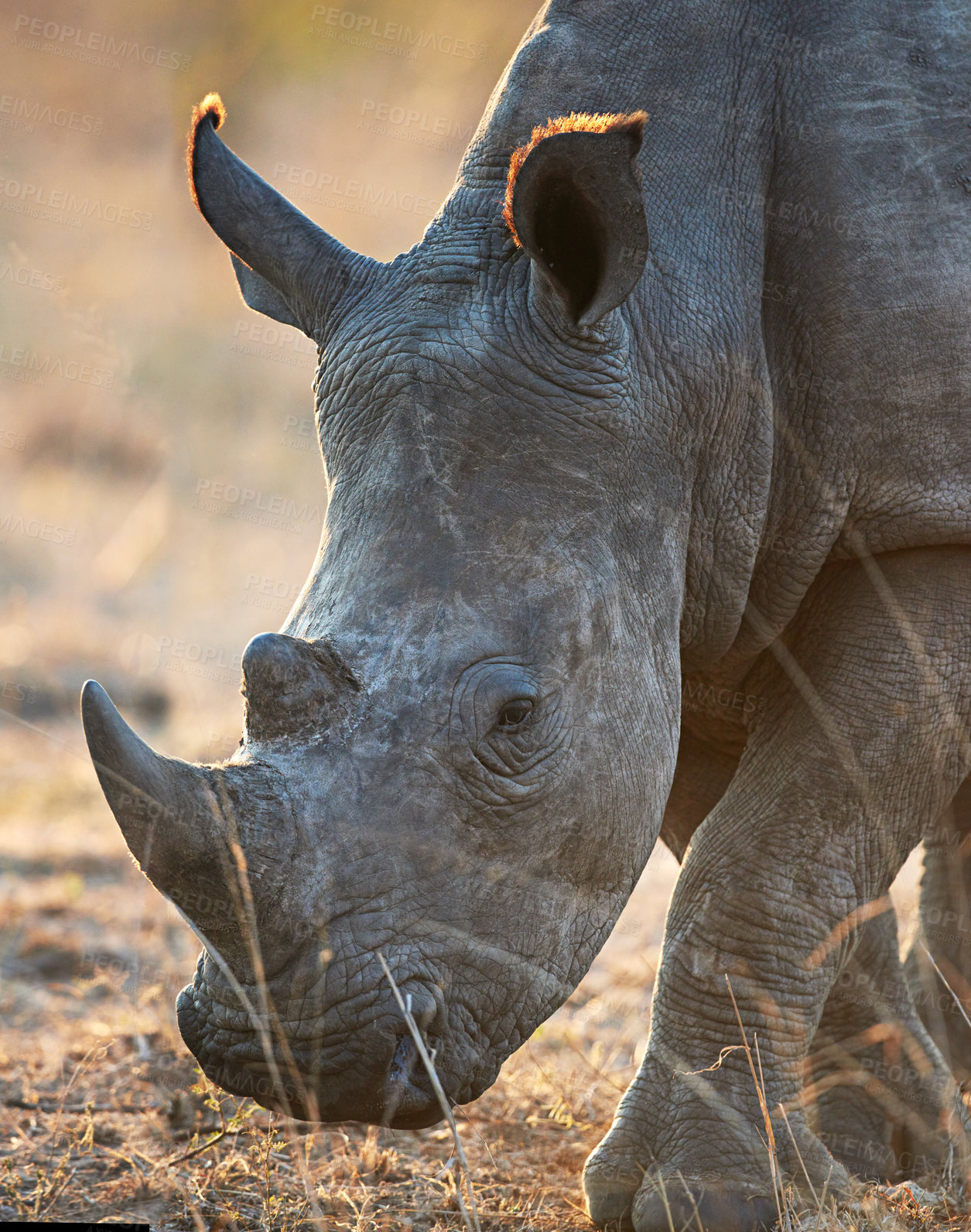 Buy stock photo Rhino, nature and safari for conservation, protection and big game survival for savannah tourism. Protected indigenous animal, field and serengeti travel ecology for wildlife and endangered species