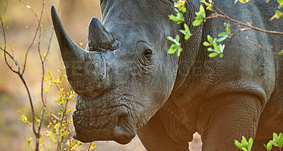 Buy stock photo Shot of a rhinoceros in its natural habitat