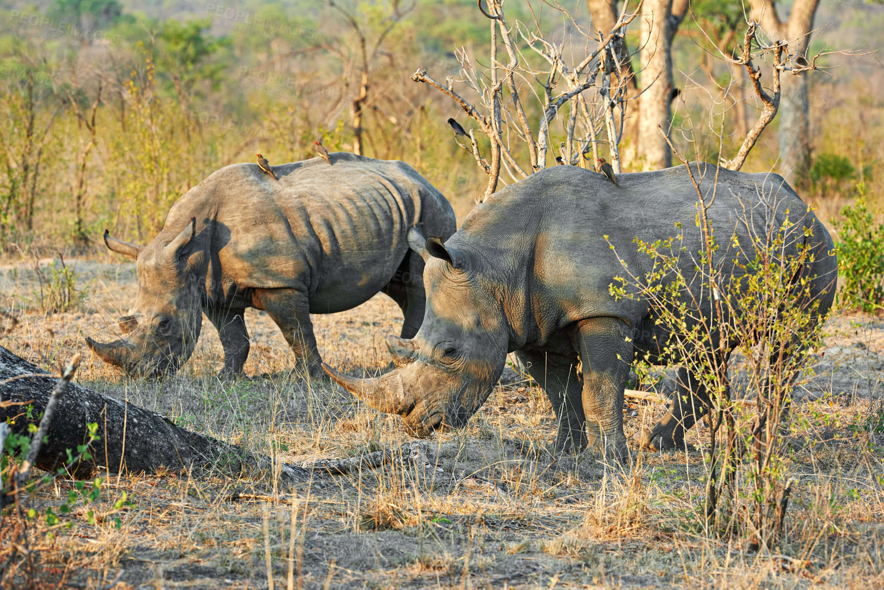 Buy stock photo Shot of two rhinos in their natural habitat