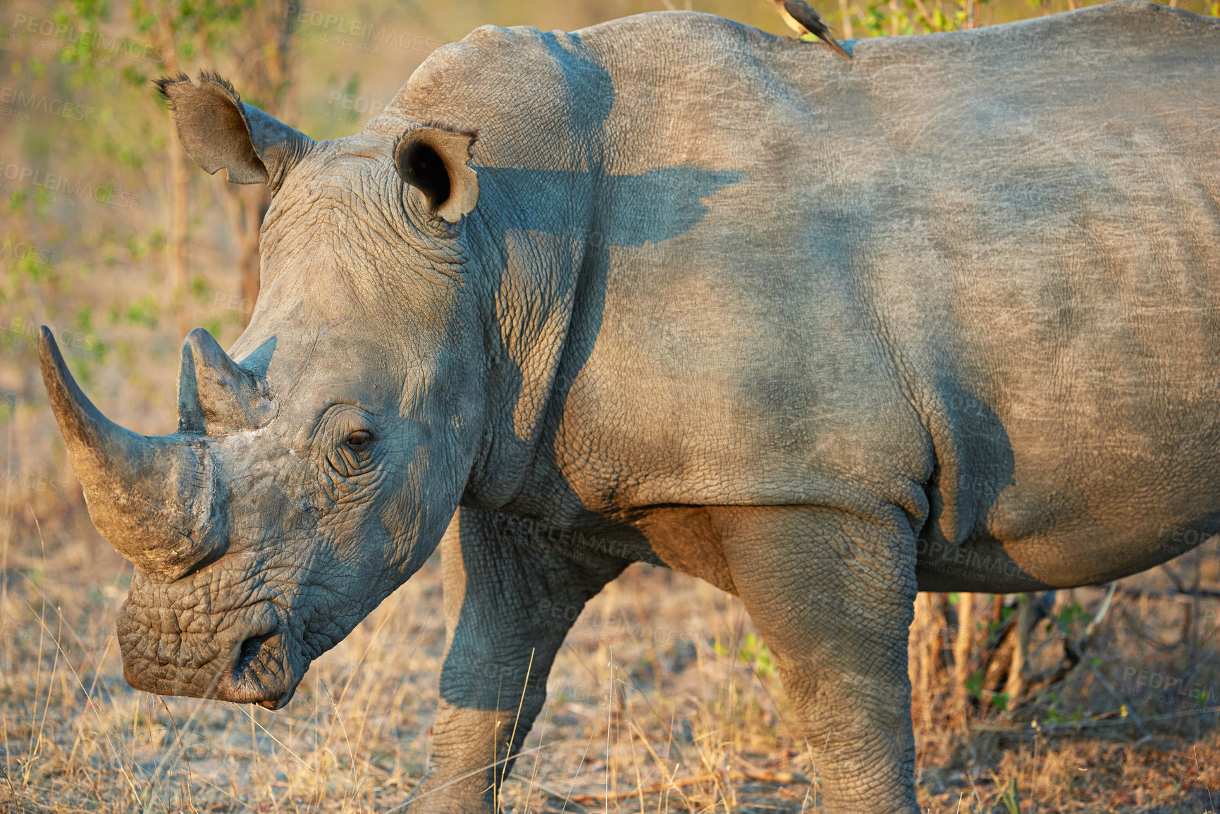 Buy stock photo Rhino, habitat and safari for conservation, protection and big game survival for savannah tourism. Protected indigenous animal, field and serengeti travel ecology for wildlife and endangered species