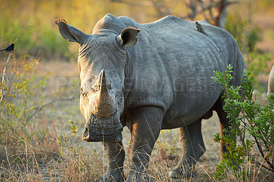 Buy stock photo Rhino, grass and wildlife destination in jungle, safari location and animal in natural habitat. Outdoor, ecosystem and indigenous in Africa for protected species, endangered mammal and environment