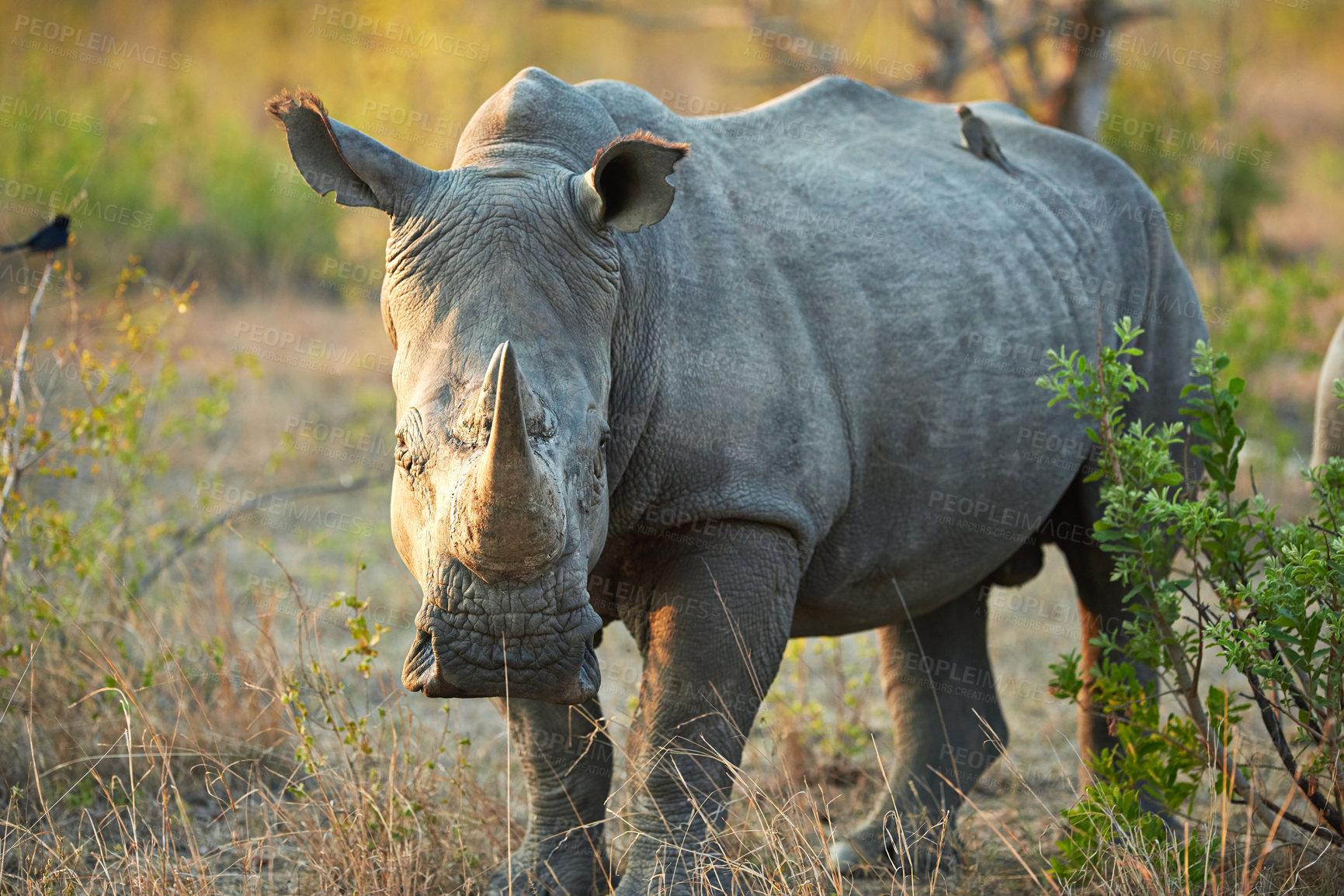 Buy stock photo Rhino, grass and wildlife destination in jungle, safari location and animal in natural habitat. Outdoor, ecosystem and indigenous in Africa for protected species, endangered mammal and environment