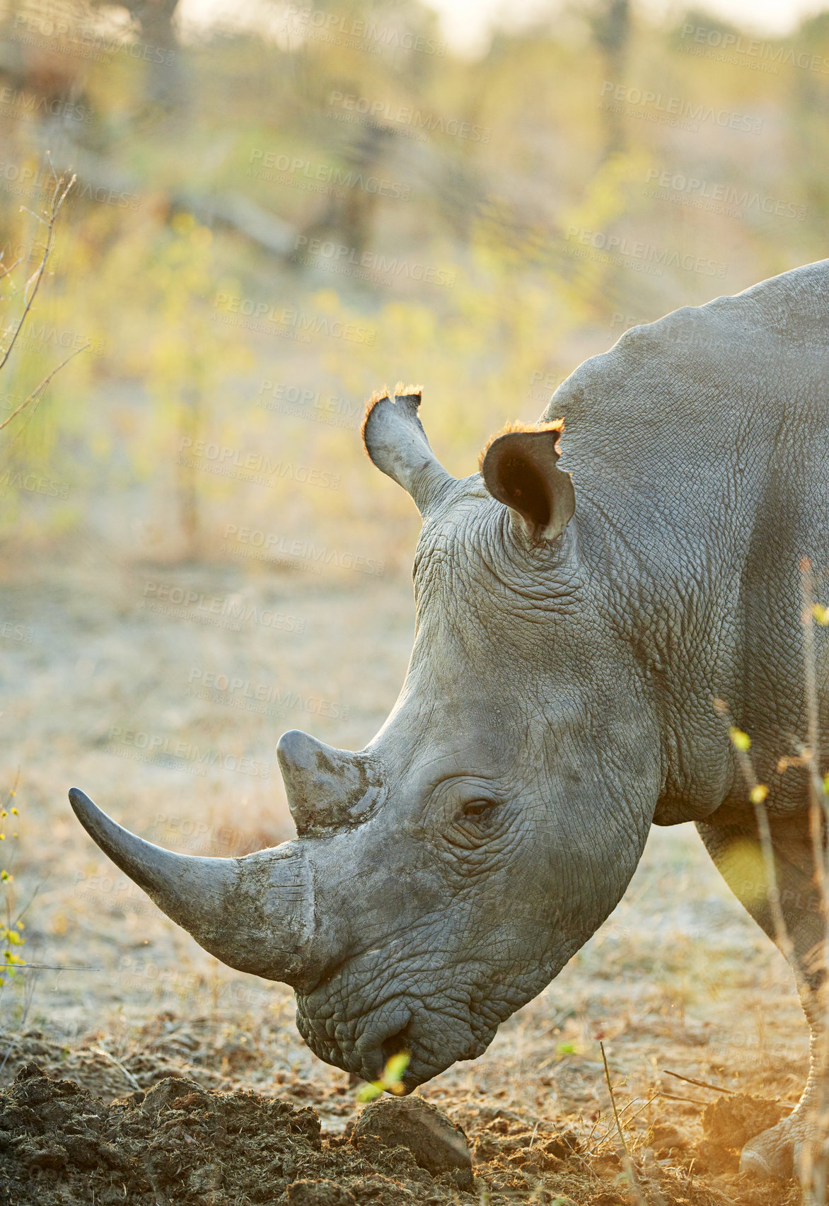 Buy stock photo Shot of a rhinoceros in its natural habitat