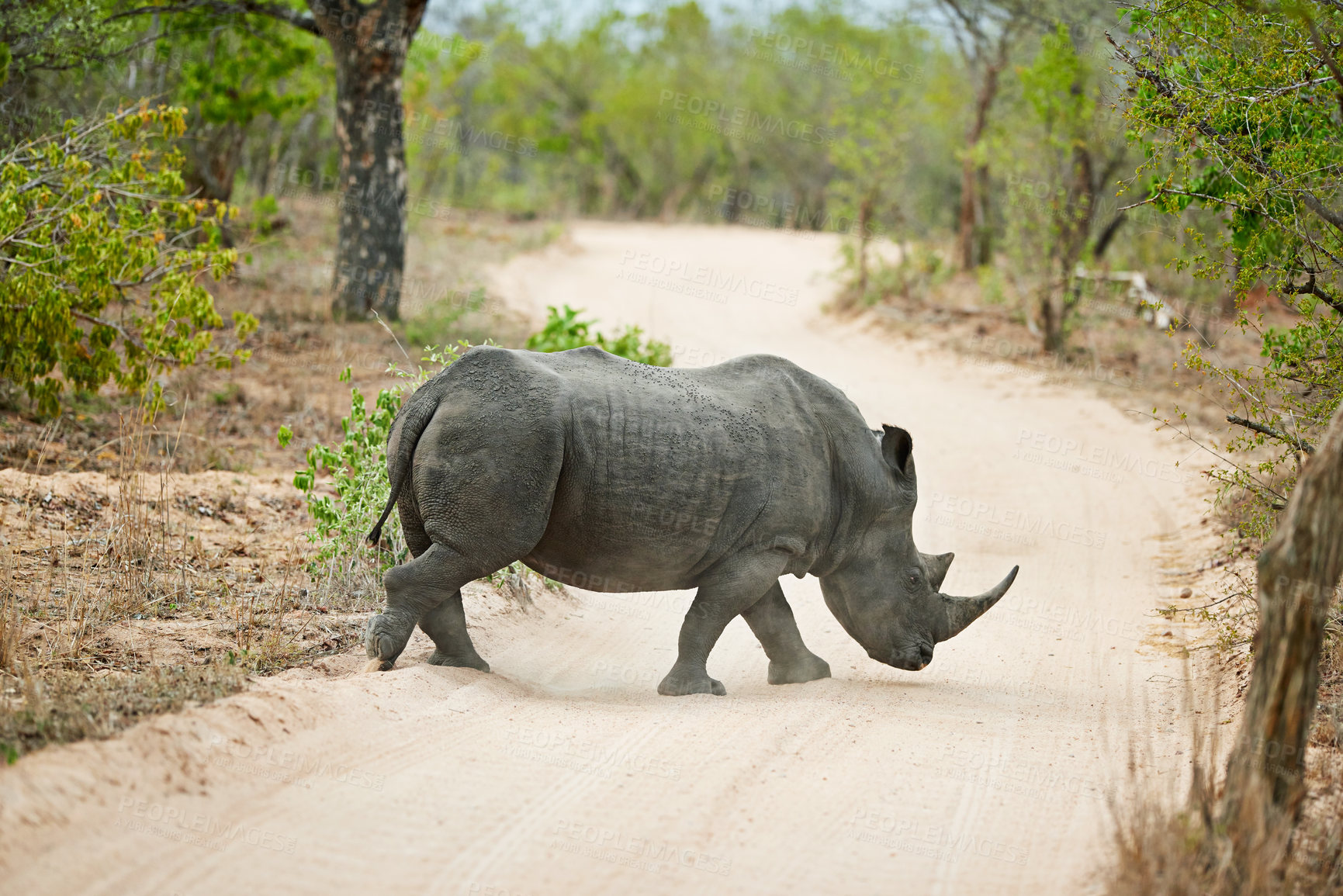 Buy stock photo Rhino, road and safari for conservation, protection and big game survival for savannah tourism. Protected indigenous animal, habitat and serengeti travel ecology for wildlife and endangered species