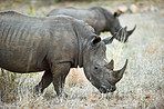 Grazing on the savannah grass