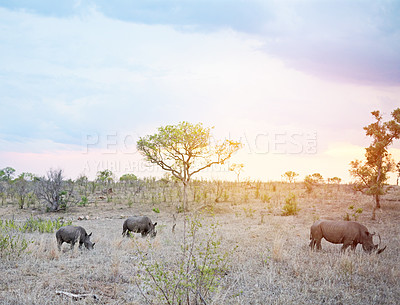 Buy stock photo Shot of rhinos in their natural habitat