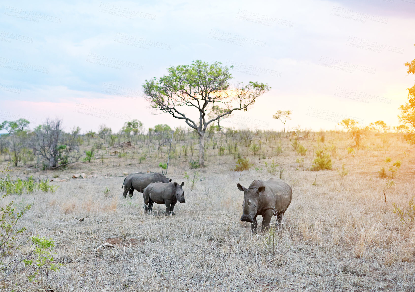 Buy stock photo Rhino, safari and sunset for conservation, protection and big game survival for savannah tourism. Protected indigenous animal, field and serengeti travel ecology for wildlife and endangered species