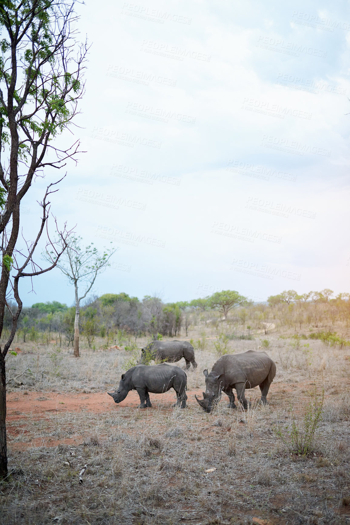 Buy stock photo Rhino, group and safari for conservation, protection and big game survival for savannah tourism. Protected indigenous animal, herd and serengeti travel ecology for wildlife and endangered species