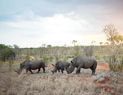 Buy stock photo Rhino, group and safari sunset for conservation, protection and big game survival for savannah tourism. Protected indigenous animal, herd and serengeti ecology for wildlife and endangered species