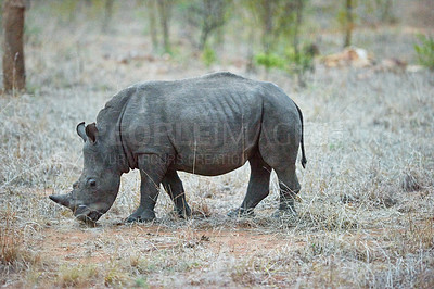 Buy stock photo Rhino, eating and safari for conservation, protection and big game survival for savannah tourism. Protected indigenous animal, field and serengeti travel ecology for wildlife and endangered species