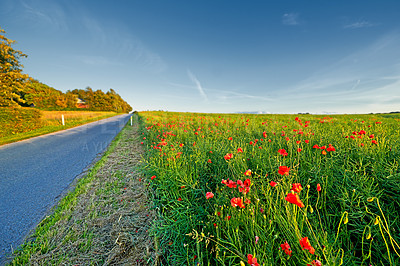 Buy stock photo Poppy flowers, field and outdoor by road with growth, farming and opium production for pharma company. Plants, blossom and countryside street with horizon, landscape and spring in Jutland, Denmark