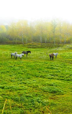 Buy stock photo Horses, outdoor and wild group in forest, field and mist with grazing, food and together in morning. Equine animal, stallion and mare with grass, park and fog by trees with conservation in Denmark