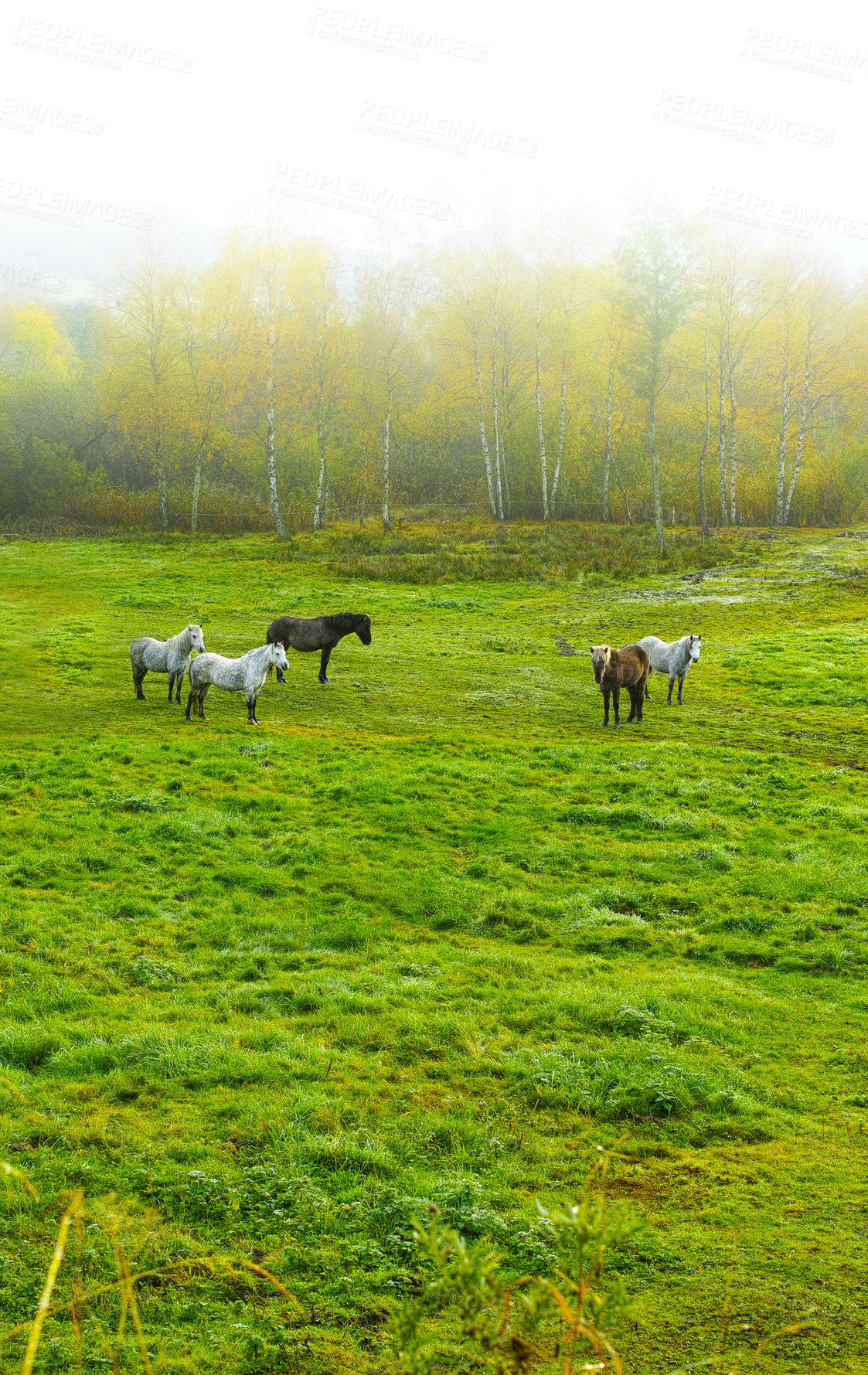 Buy stock photo Horses, outdoor and wild group in forest, field and mist with grazing, food and together in morning. Equine animal, stallion and mare with grass, park and fog by trees with conservation in Denmark