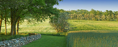 Buy stock photo Nature, landscape and field with trees, grass and plants for environment, ecosystem and ecology. Natural background, blue sky and stone wall for agriculture, sustainability and countryside in Denmark