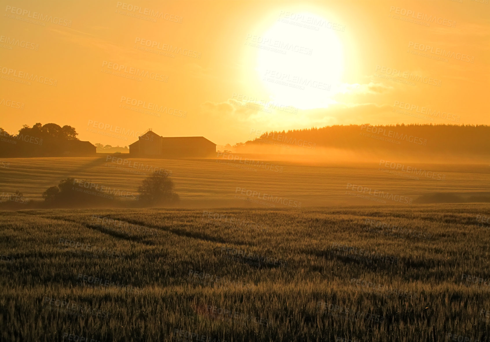 Buy stock photo Flowers in the countryside  in springtime - Jutland, Denmark