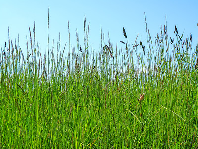 Buy stock photo Nature, landscape and grass in meadow, field and outdoors for environment, ecosystem and earth. Natural background, wallpaper and closeup of foliage, plants and ecology for growth in countryside